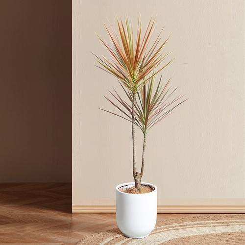 馨语绿植店