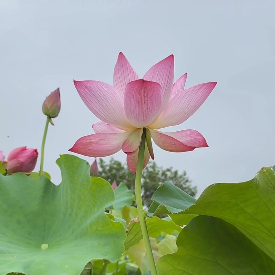 三斗米奶奶