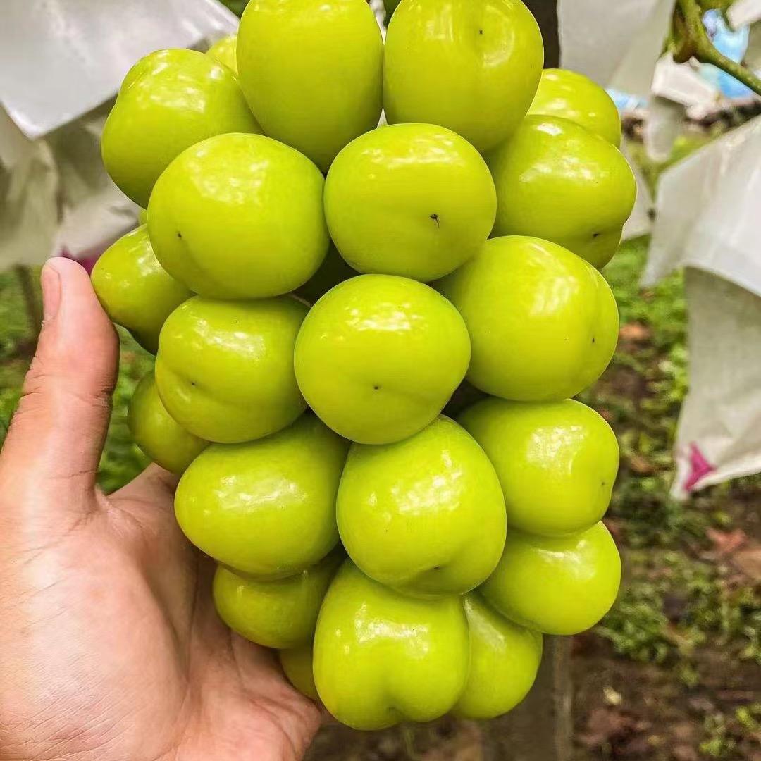 陕北葡萄研究院