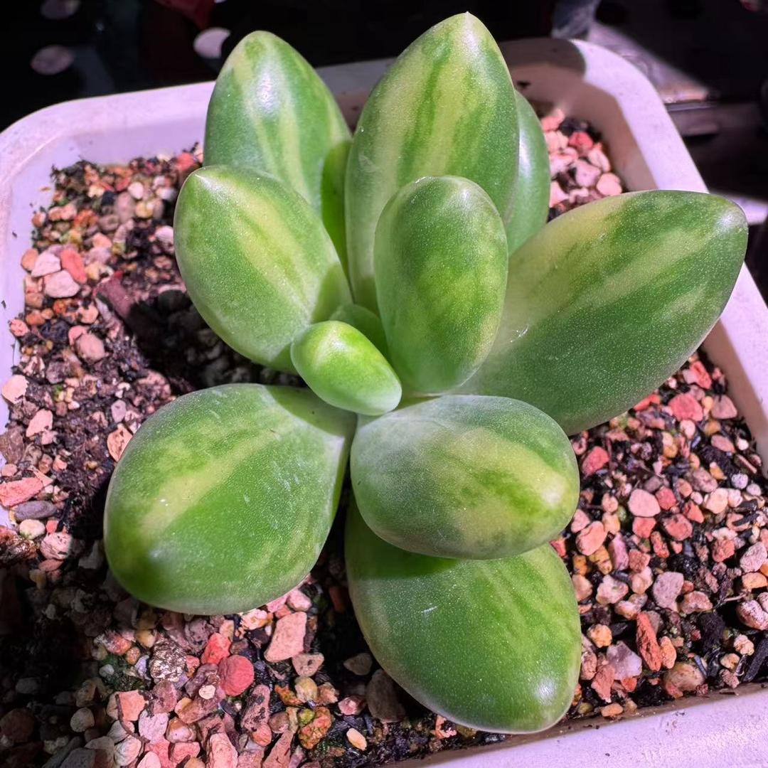 伊莉果果