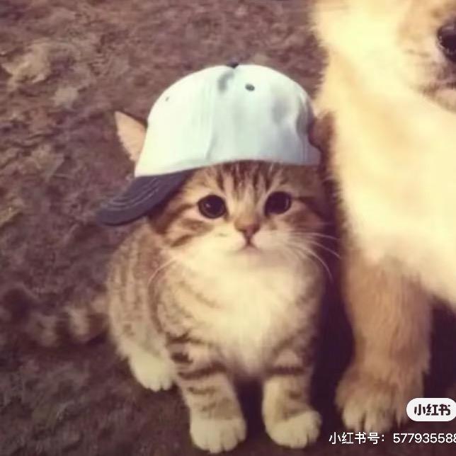 小蜜疯