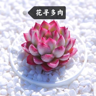 花寻多肉