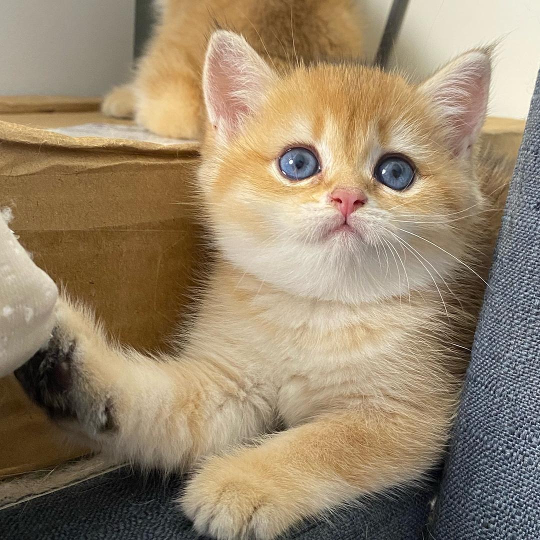 猫小二(大量收猫)