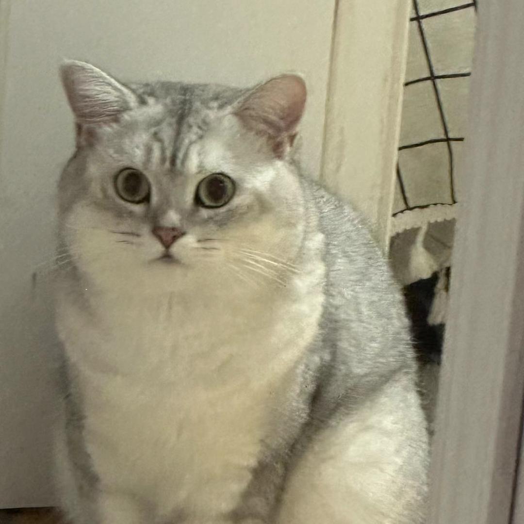 小皮