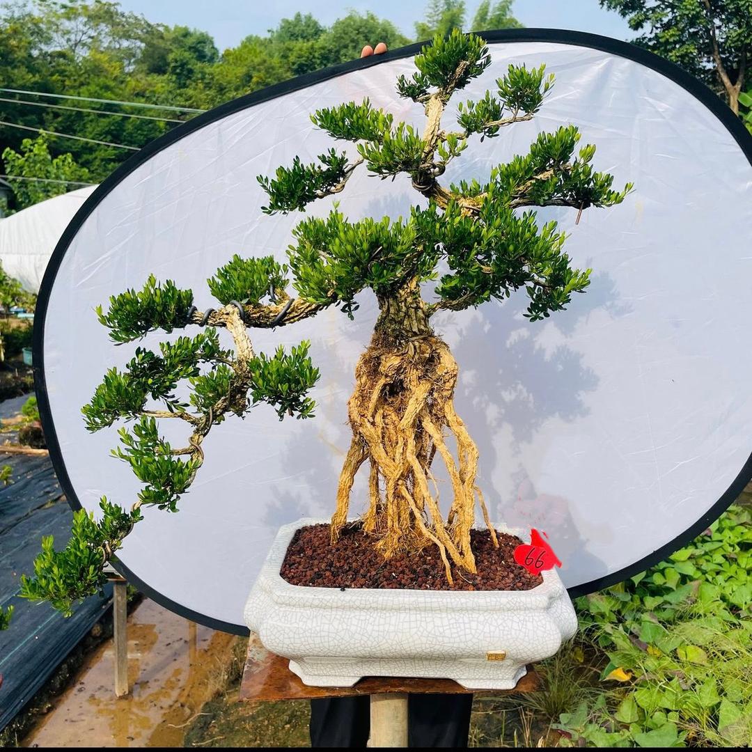 忘了他吧我卖黄杨养你