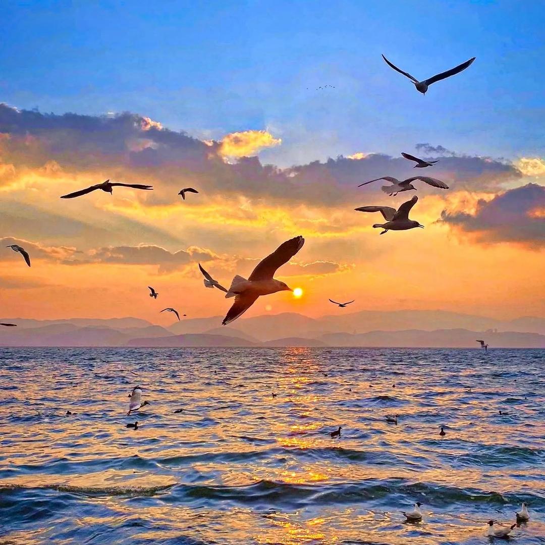 飞翔的海鸥