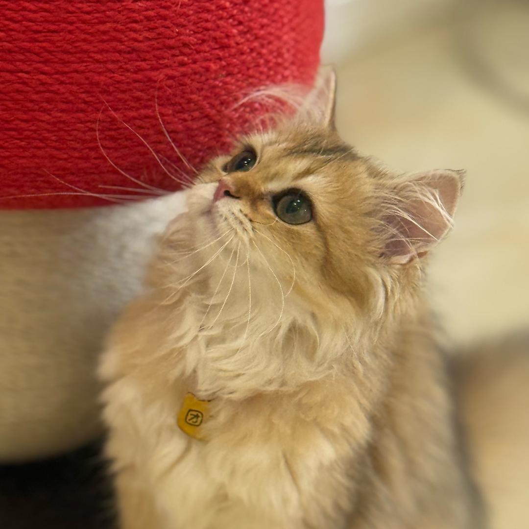 迷你茶