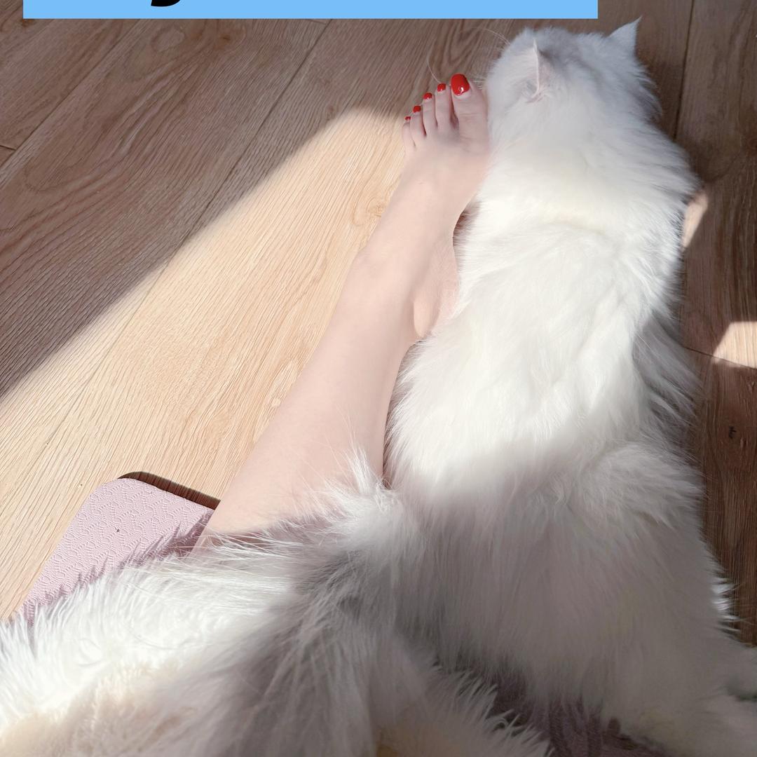 星禾殿下3（沈阳S）