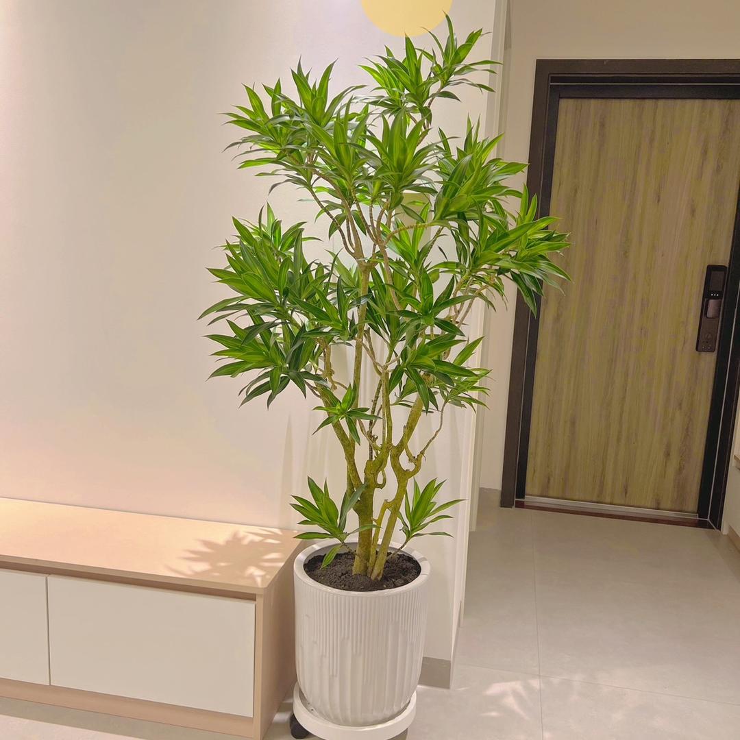 景榆大绿植