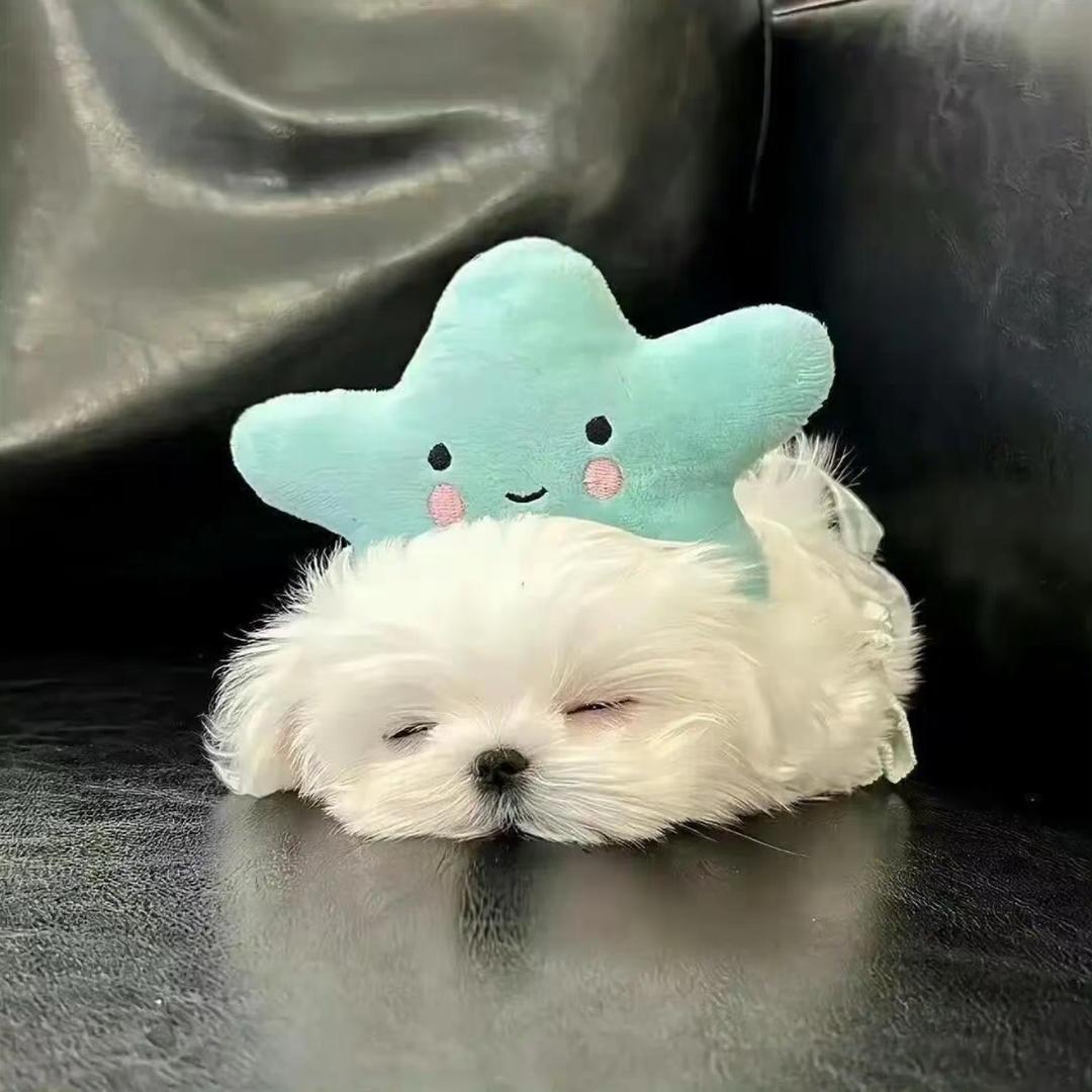 小羊生煎