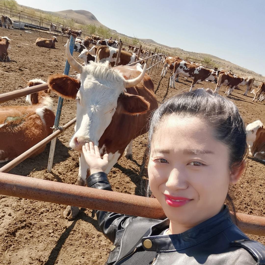 (鑫燃)菲菲内蒙牛羊中介