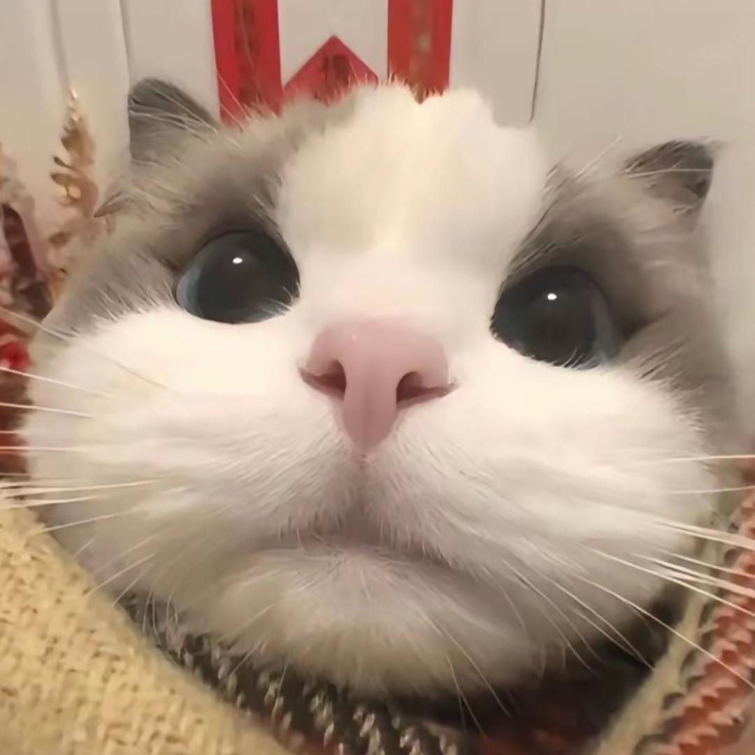 小᳐豆宝᳐੭