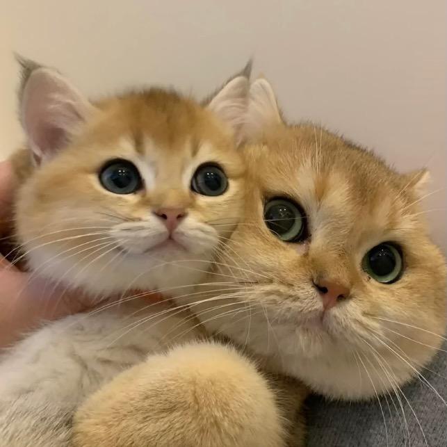 dududu