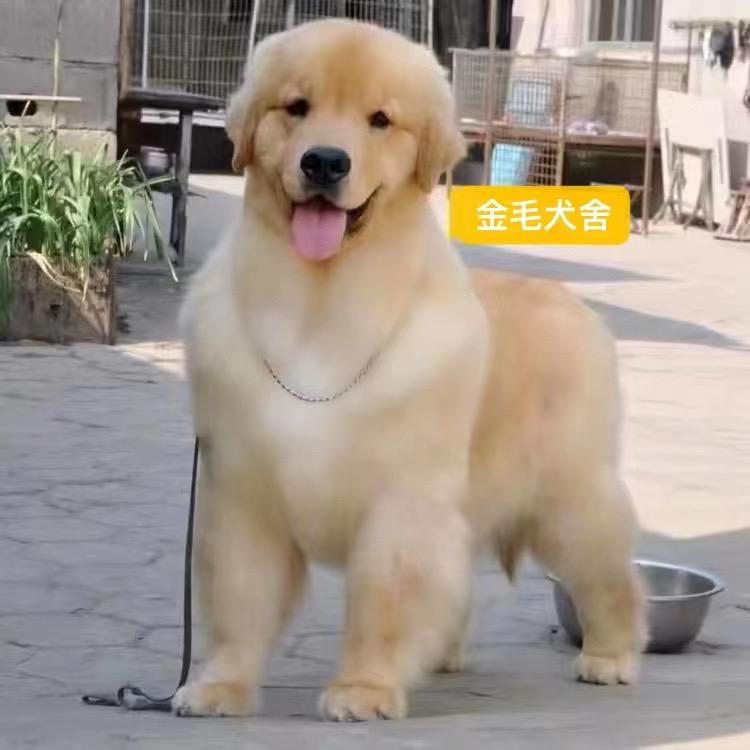 双血统金毛犬舍