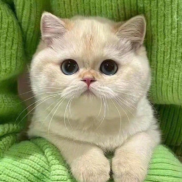 欢喜小富猫