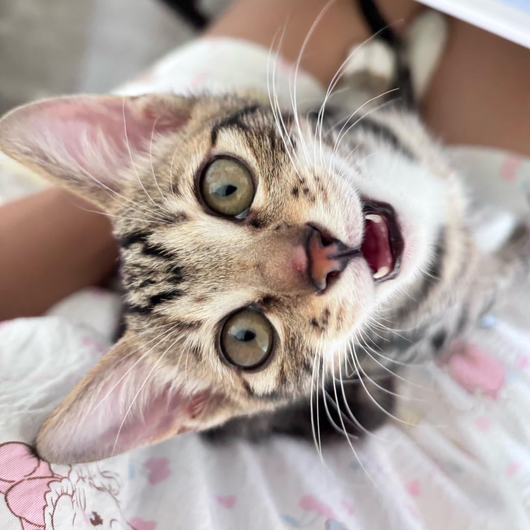 得所愿（见过汪苏泷版）