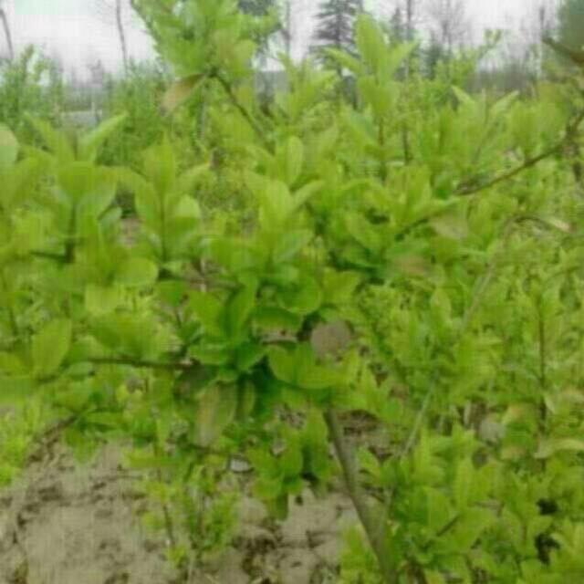 ~音入我心