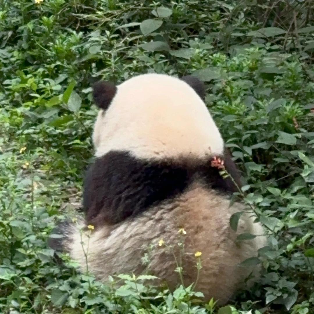 猫熊姐