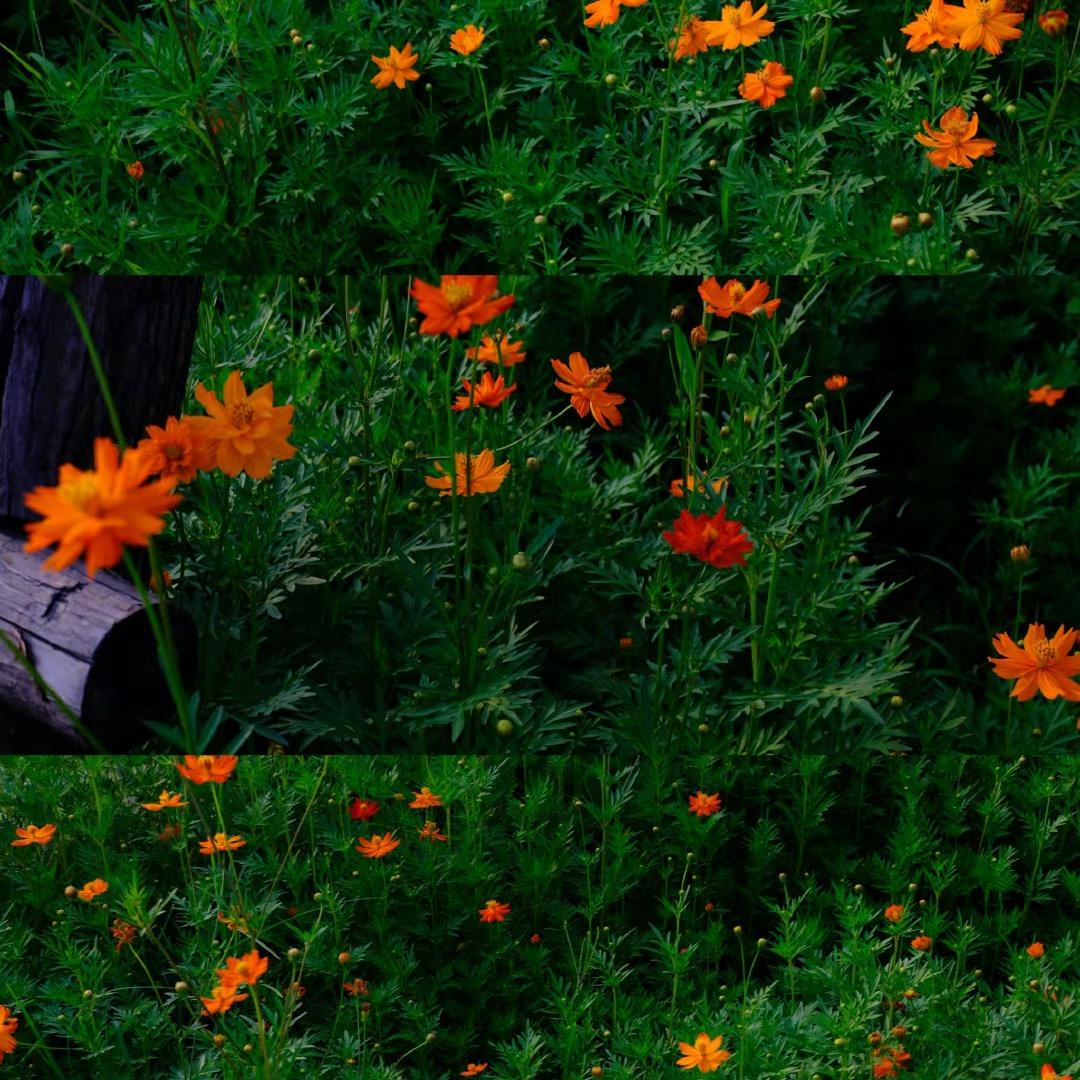 一抹阳光☀️🌼🎇🌠