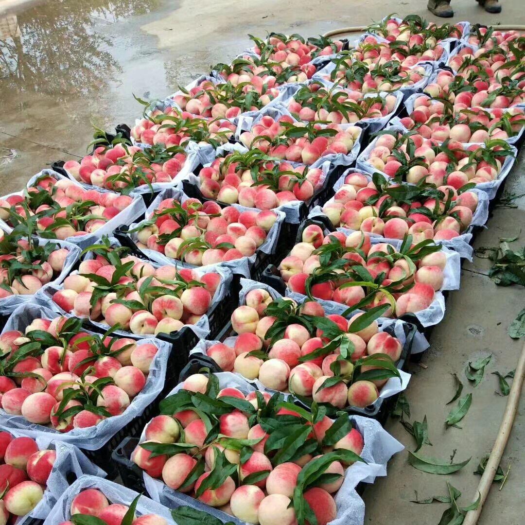 金鑫生态果园官方号