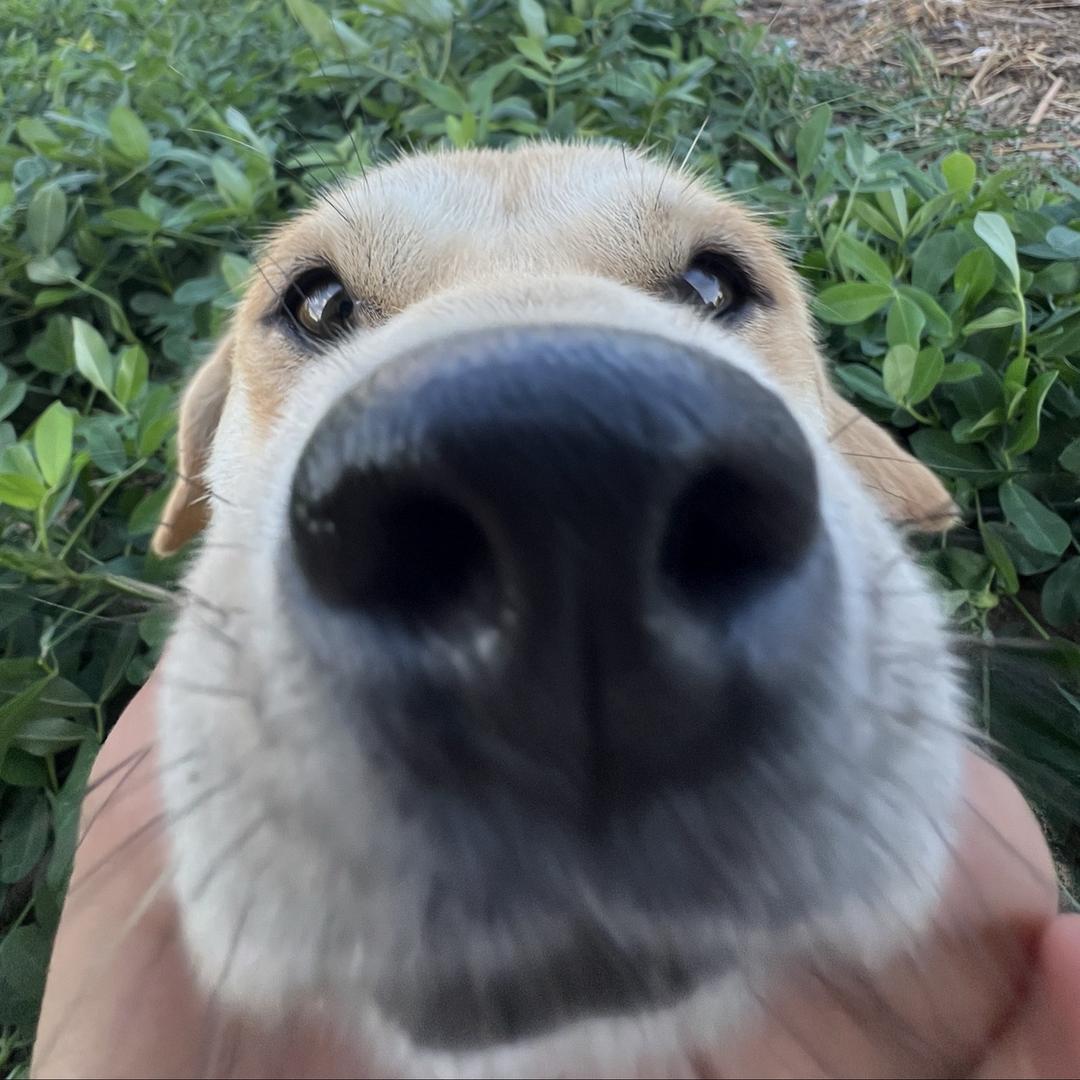每天啃可颂