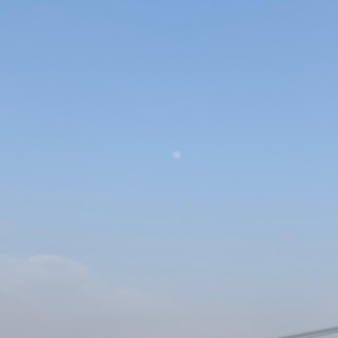 迎春花