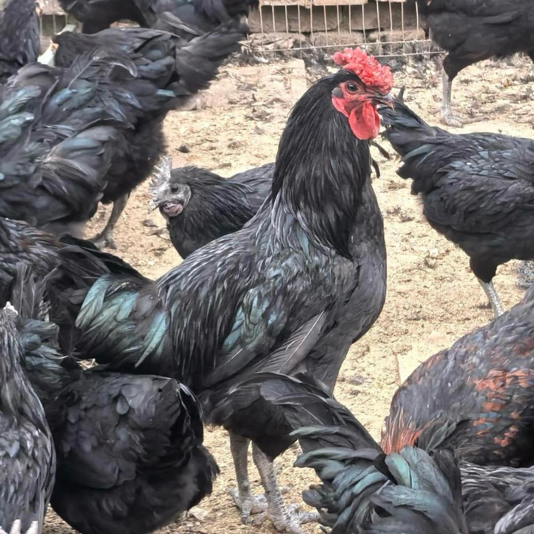 顺发黑鸡农产品