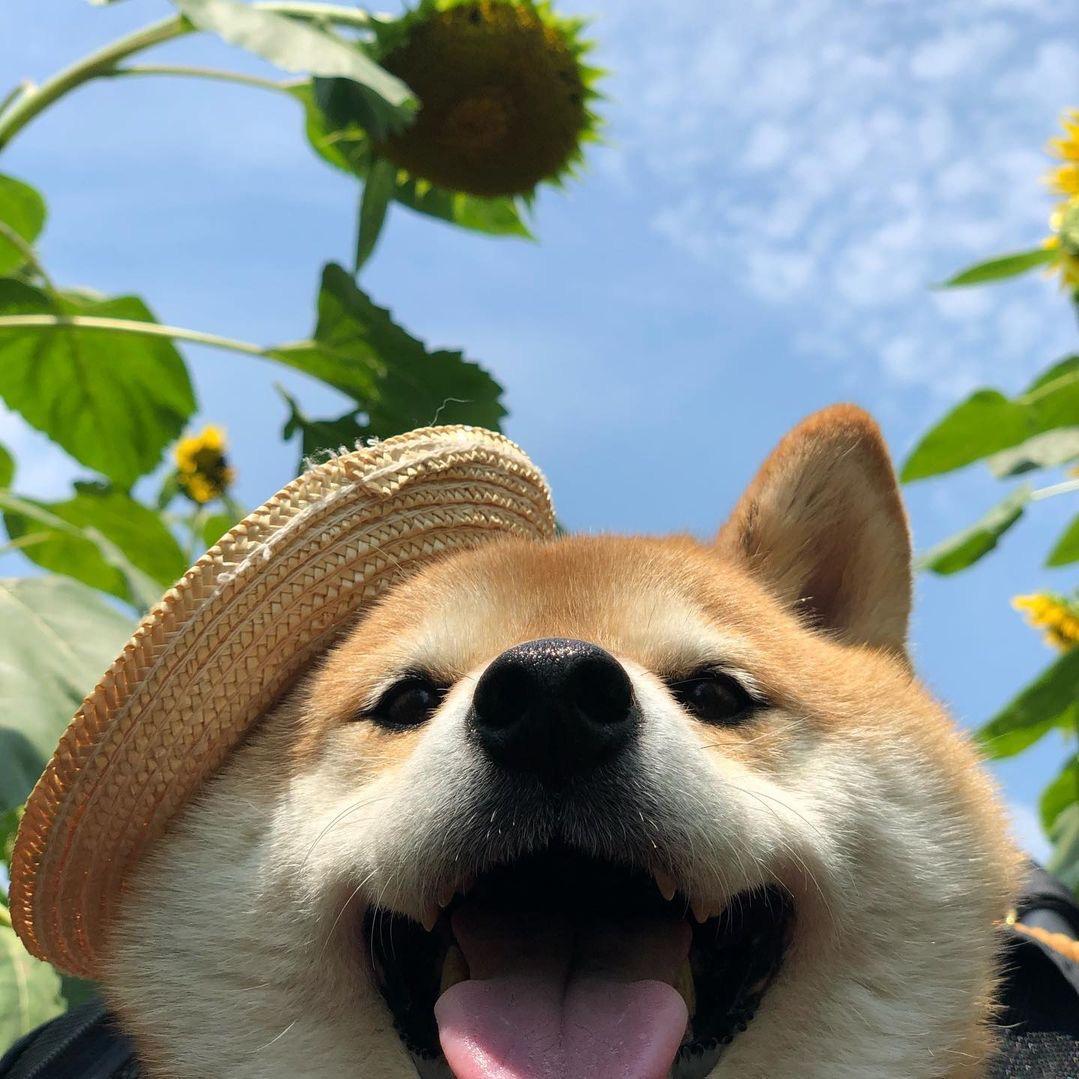 唯珍 柴犬总动员（犬舍版）