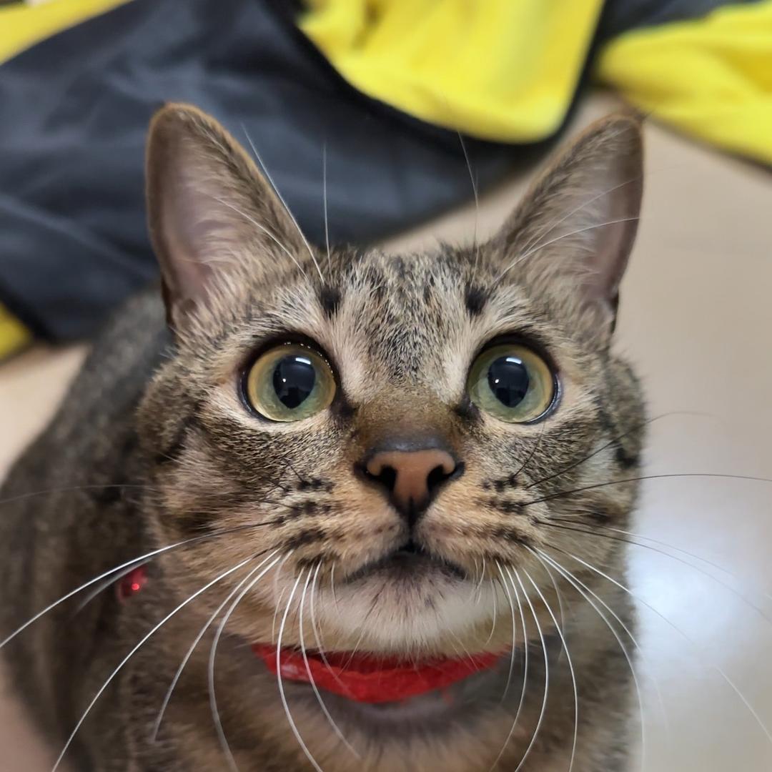小小狗蛋