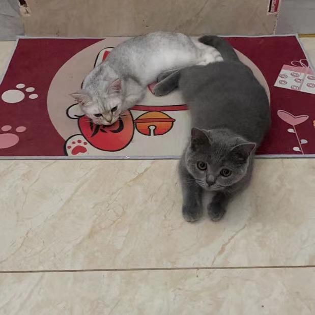 鑫🌹🐂🐮填大坑，应有尽有