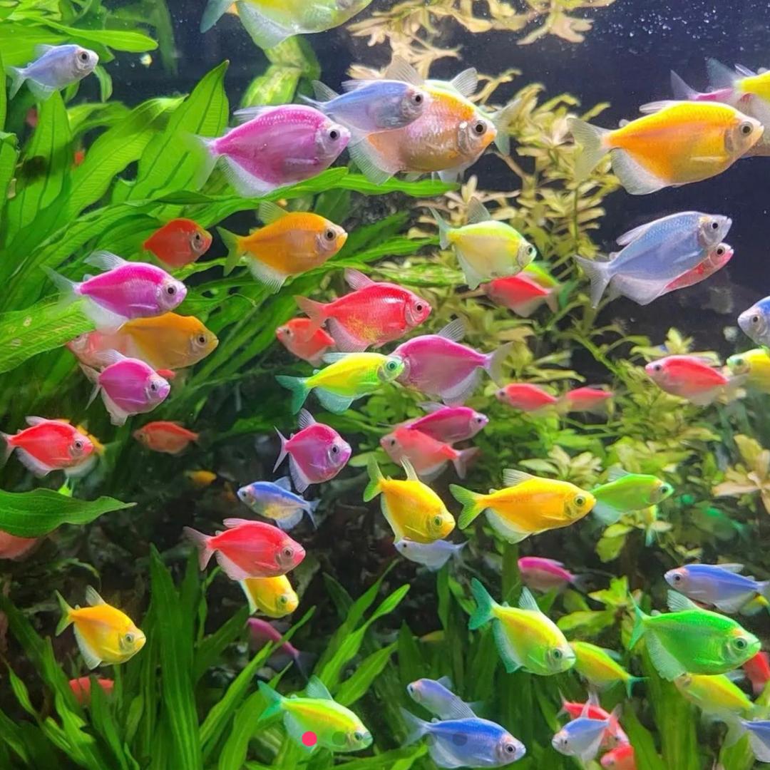 腾越水族馆