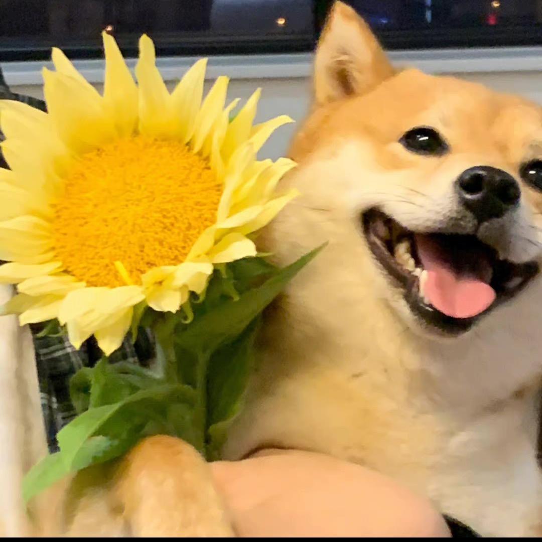 卖火柴的小岳岳