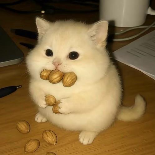汤圆团子粥