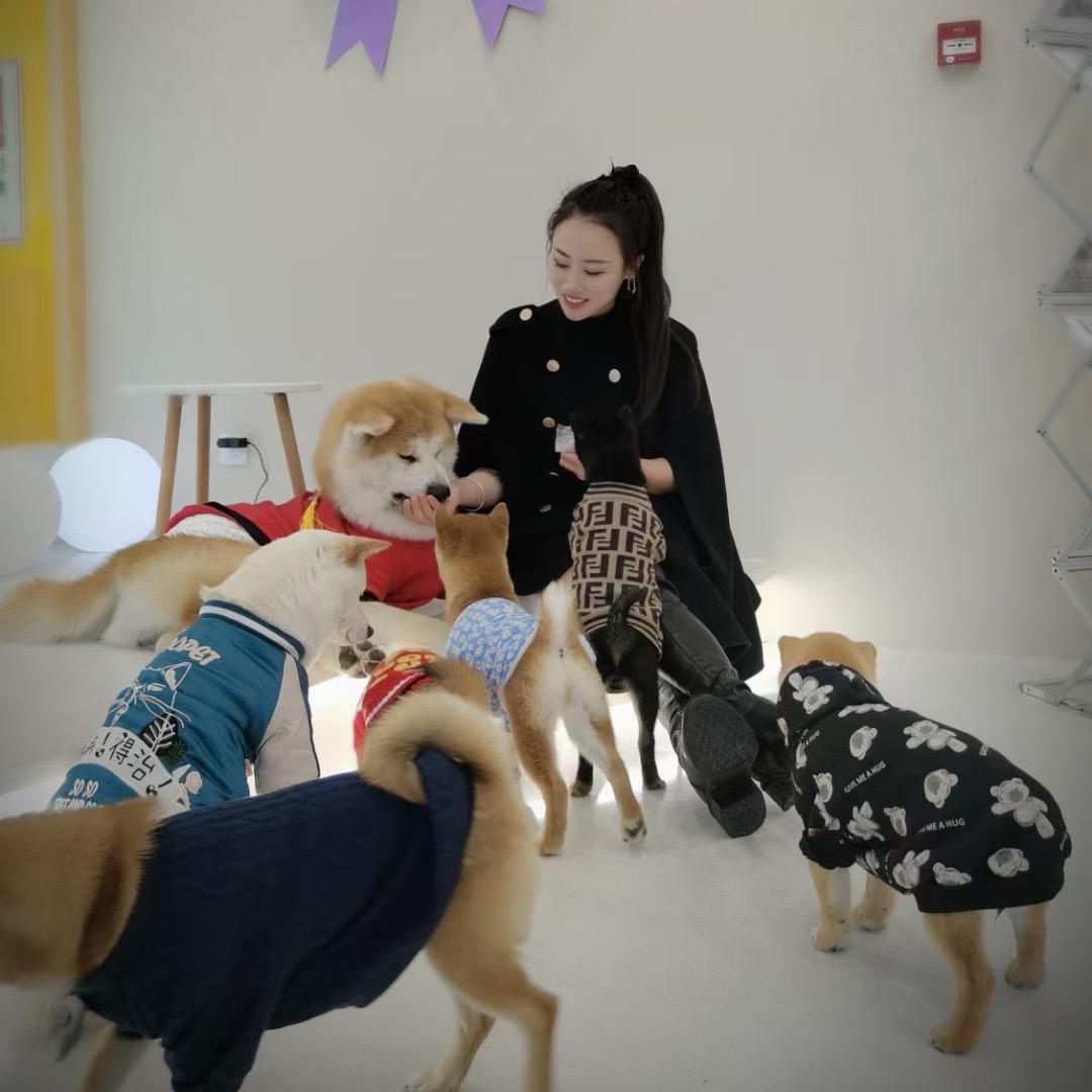 霞姐家的柴犬