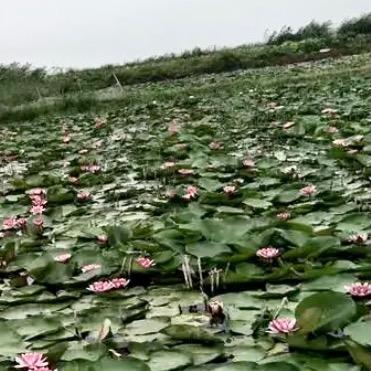 水上漂