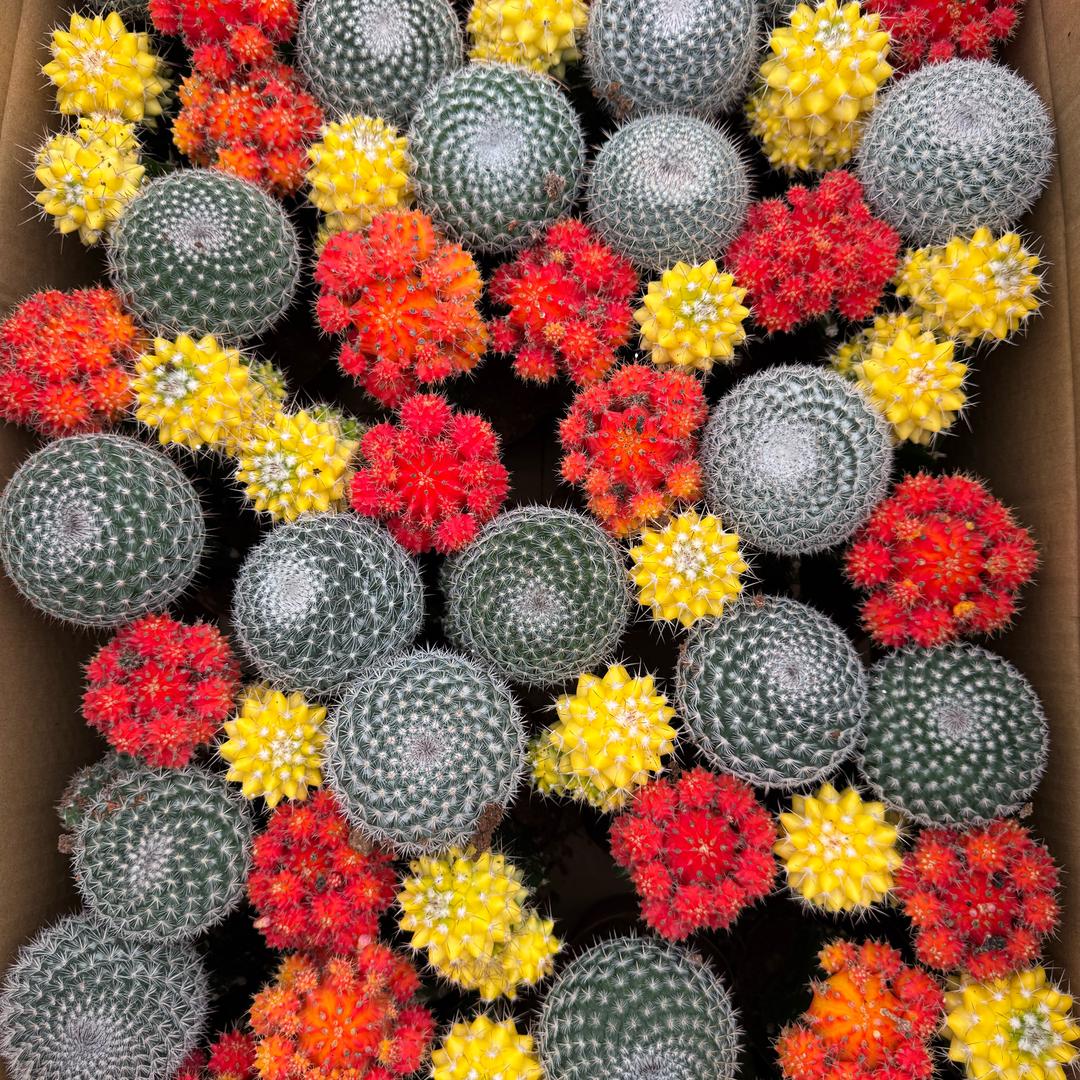 拾裡蘭花汇