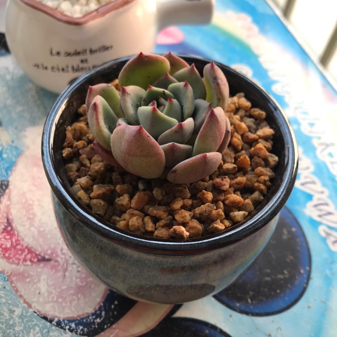 贝壳🐚