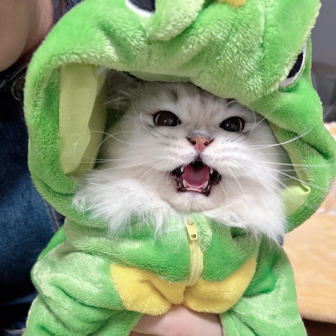 在下是只小贱喵🐱