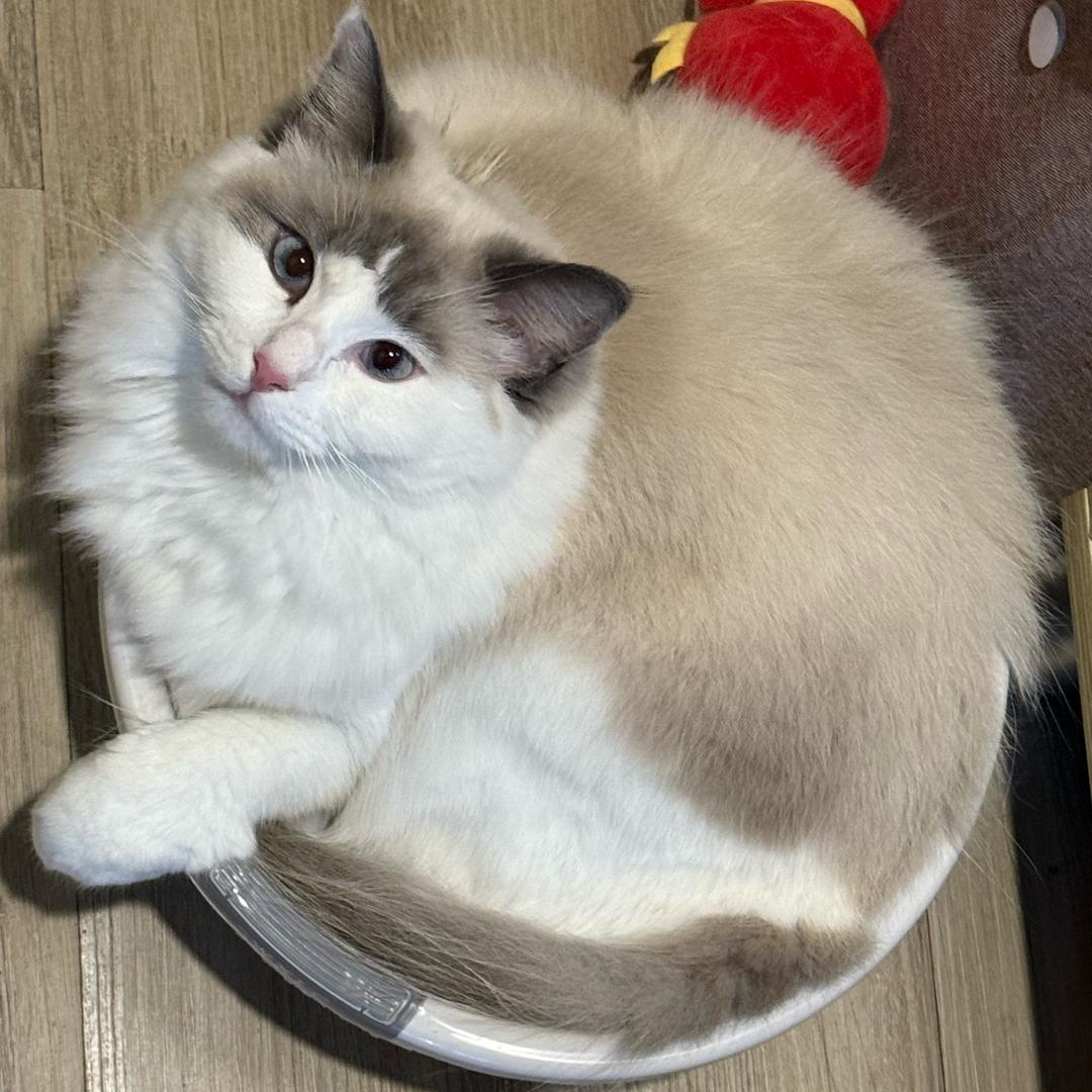 苏西不是艺术家
