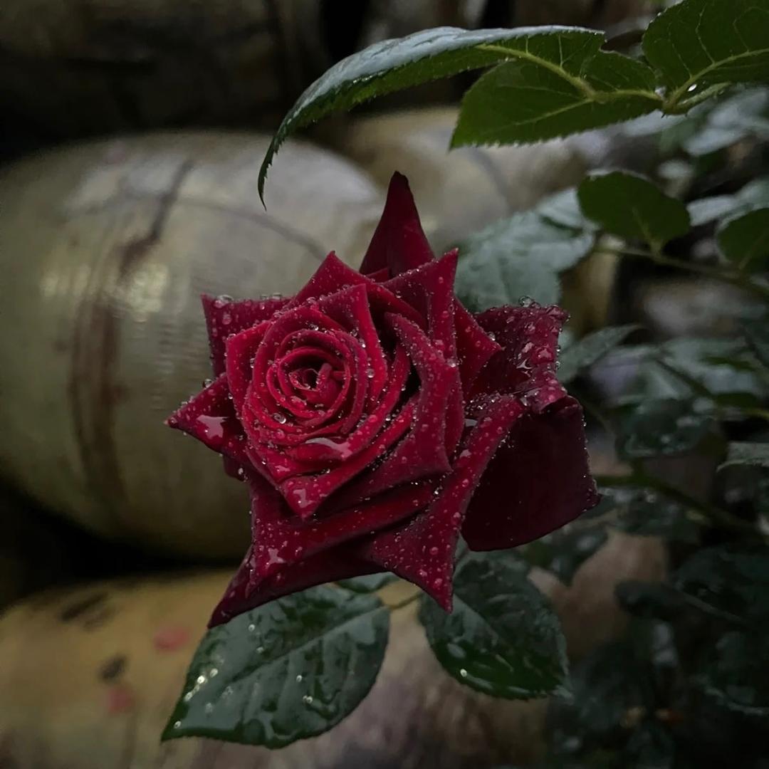 爱语花卉