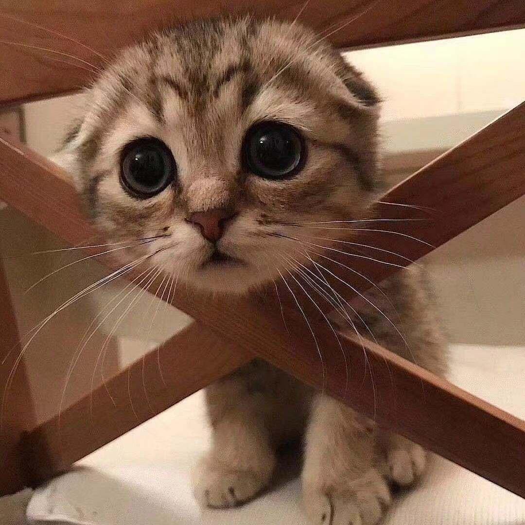 做我的猫。
