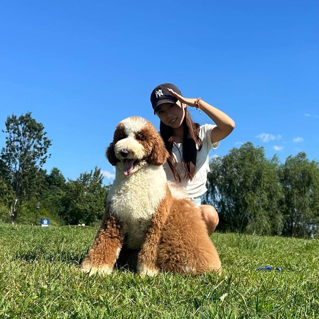 领航犬业巨型贵宾