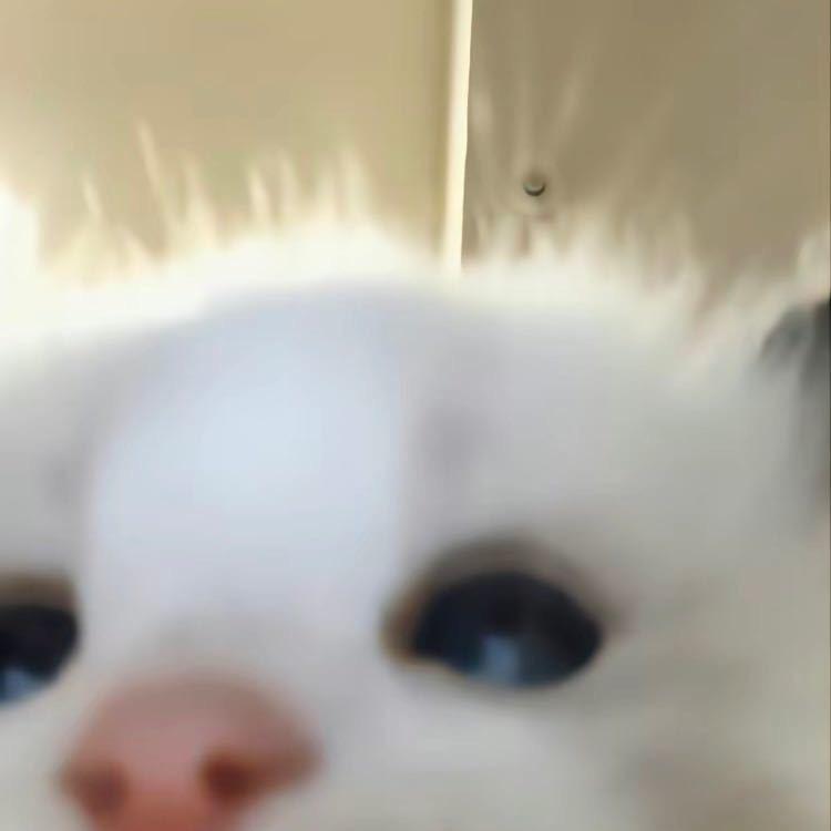 TJ