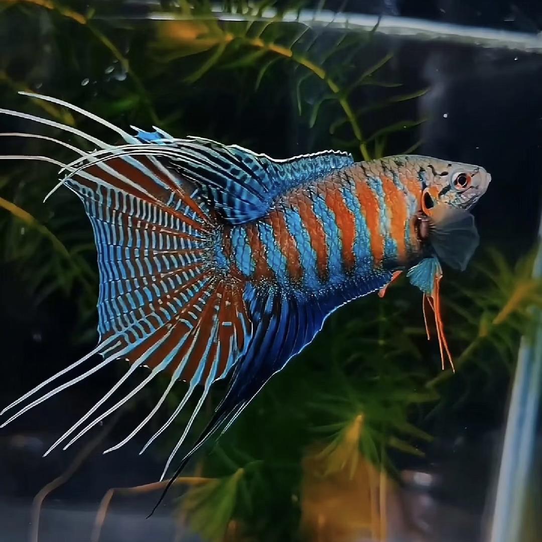 趣麦鱼水族工作室