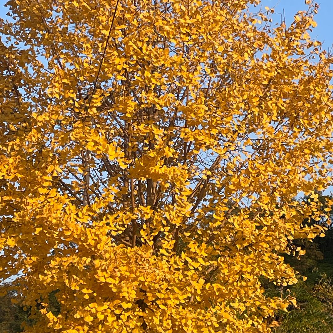 大李Dali精致穿搭