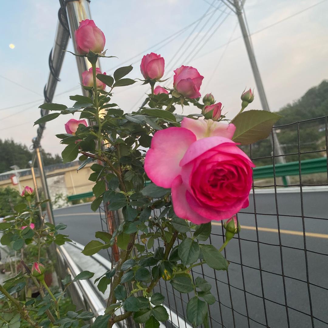 沫：夏