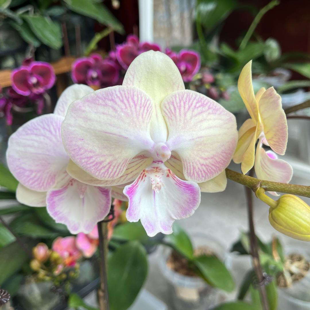 华姐的兰花（我爱蝴蝶兰）