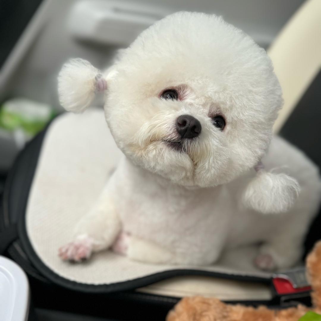 🐶小鱼冻干🐶