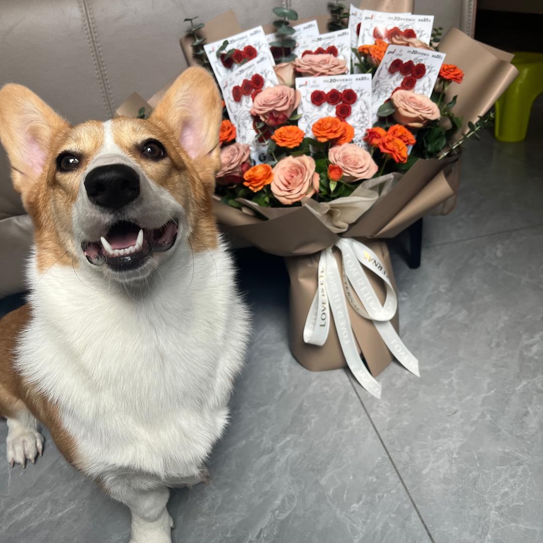 奶茶🐶