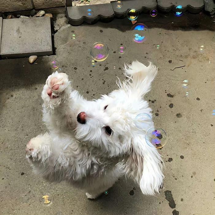 小八爱吃甜吱吱